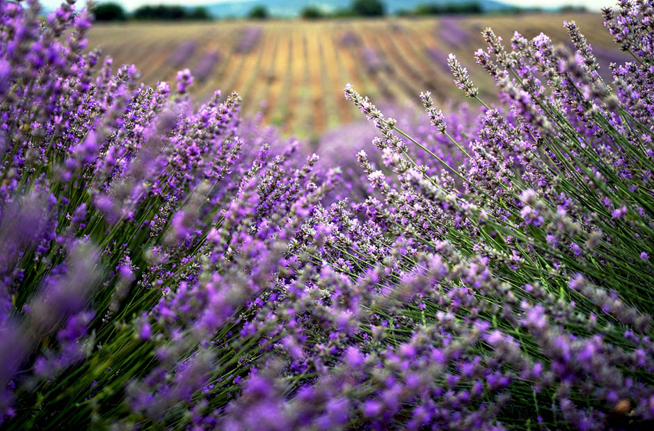 Close-up of lavender in a field