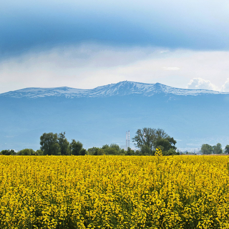 Views of yellow flowers in a field with a mountain in the background.