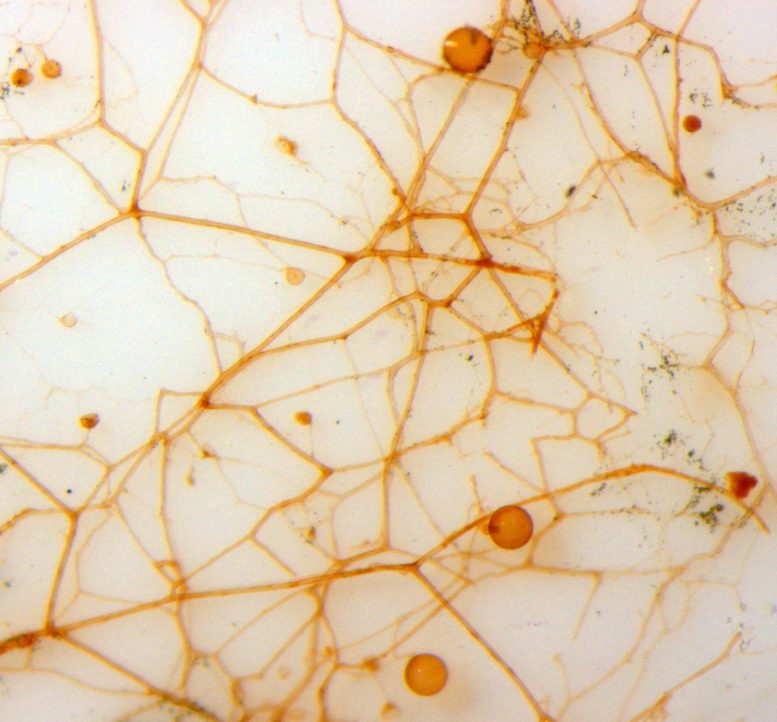 Цветная микроскопическая фотография грибковых гиф AM